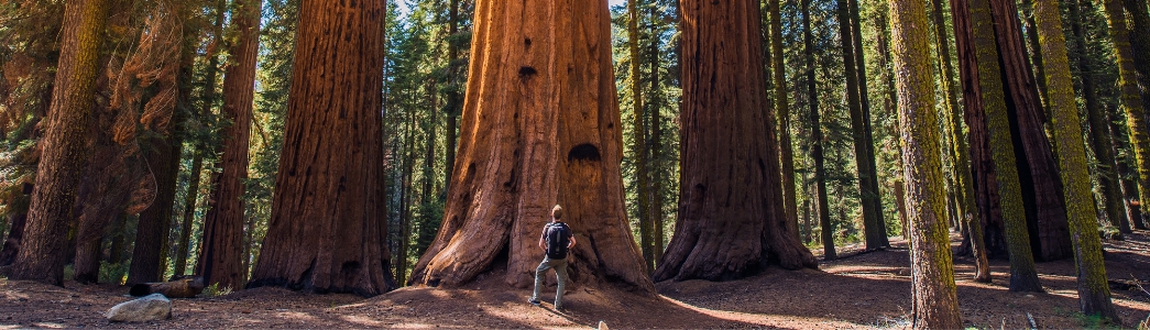 Sequoia vs Man. Giant Sequoias Forest and the Tourist with Backpack Looking Up. Sequoia vs Man. Giant Sequoias Forest and the Tourist with Backpack Looking Up.