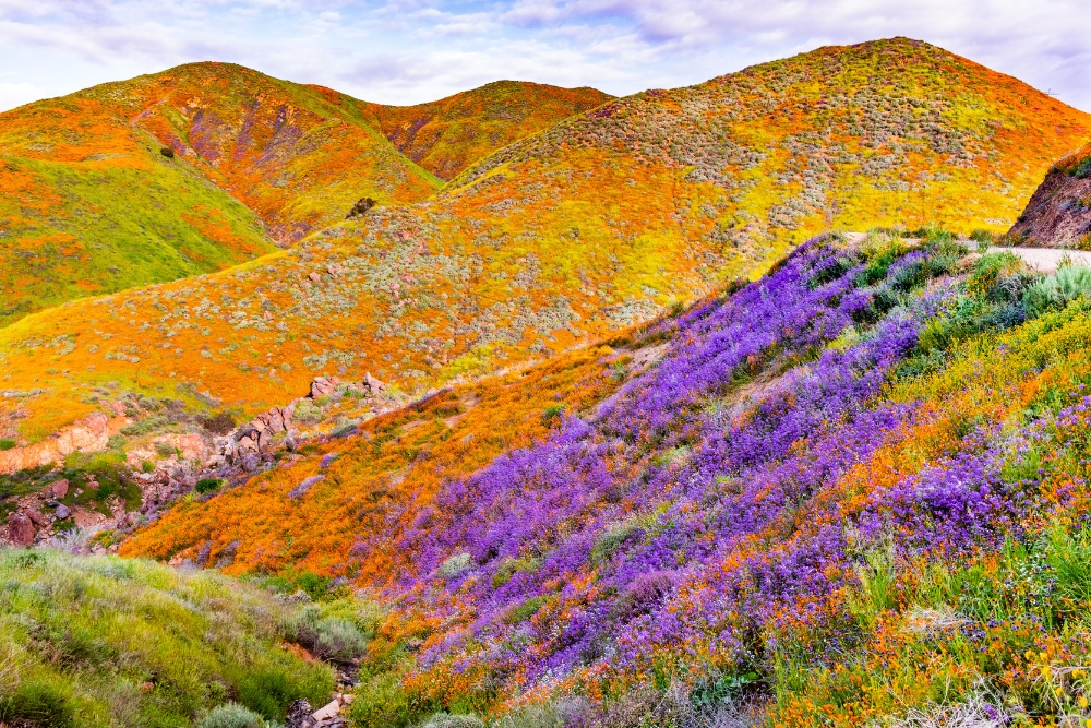 California Superbloom: When it happens, where to see it & how to experience it