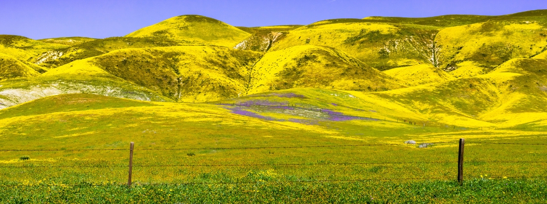 Fields and mountains covered in wildflowers during a super bloom, Carrizo Plain National Monument, Central California 
