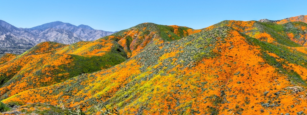 Superbloom in the hills of Lake Elsinore, California 
