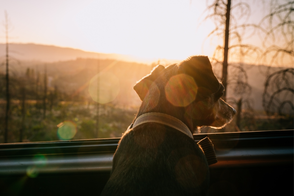 Pet Friendly RV Rentals