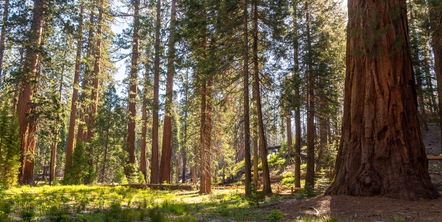 Mariposa Grove, Yosemite National Park, California, USA