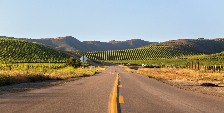 Highway through rows of lush vineyards on a hillside, Napa Valley, California, United States of America, North America