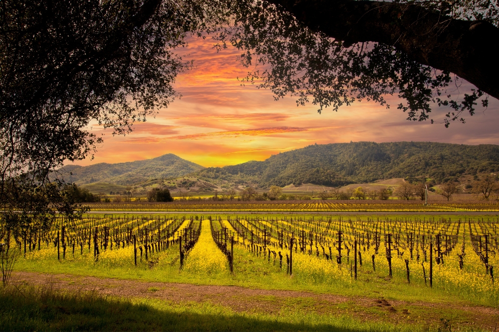 San Francisco To Napa Valley Road Trip: A Budget Traveller’s Guide