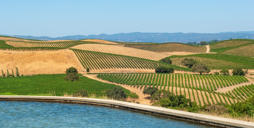 Vinery on the hills of Napa Valley, northern California, USA