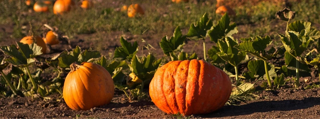 Half Moon Bay Pumpkin Patch Fall Harvest
