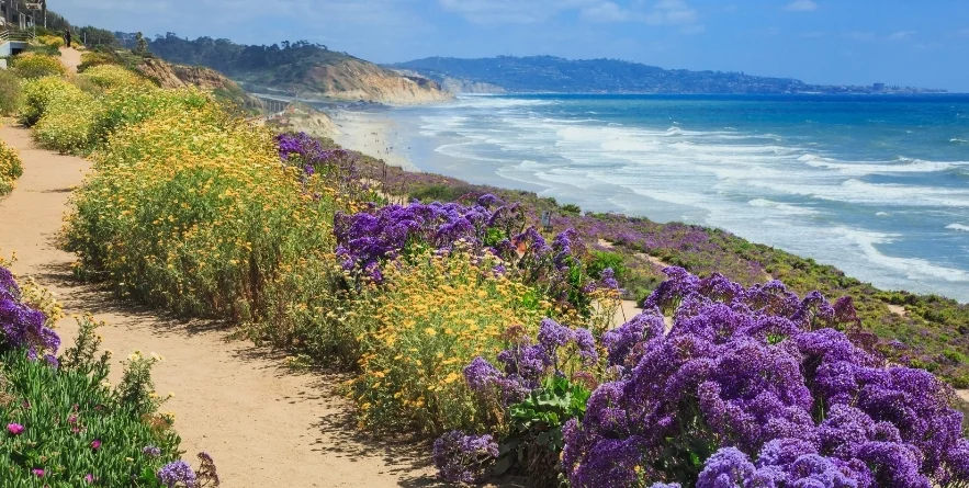 Stunning Super Bloom of Wildflowers Along the Sea Cliff Coastal Trail in Del Mar