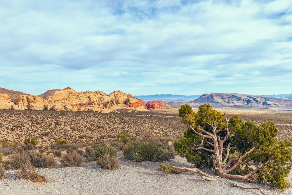 View from High Point Overlook. Red Rock Canyon National Conservation Area. Nevada. USA
